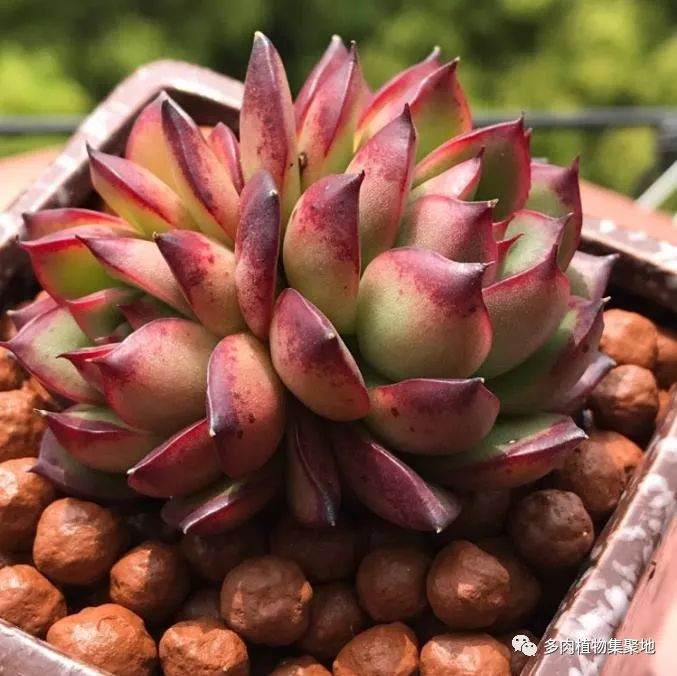 把多肉植物养成老桩 生长快速的方法？