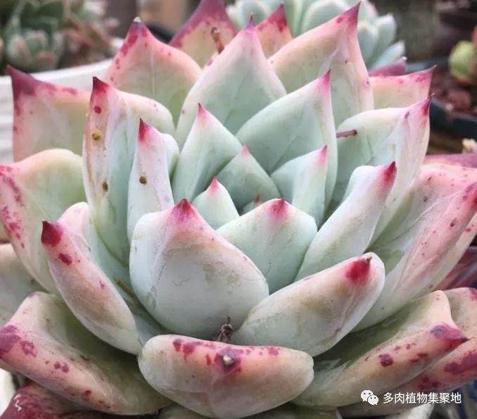 把多肉植物养成老桩 生长快速的方法？