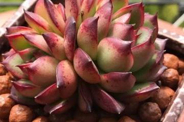 把多肉植物养成老桩 生长快速的方法