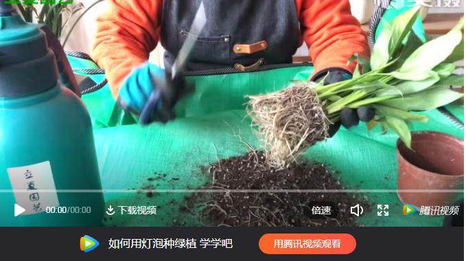养花换盆到底该不该修根 你真的知道吗?