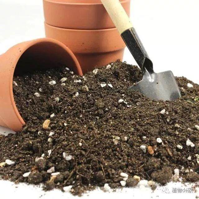 花盆换盆时下点毒 虫子细菌全死光!
