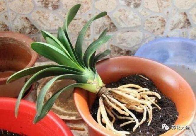 图解 养花旧土加点它 赛过营养土 图片
