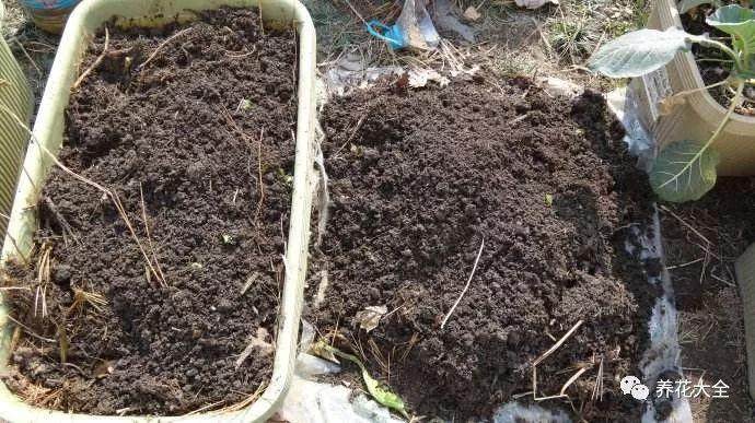 花卉土壤的消毒方法 图片