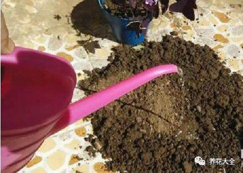 花卉土壤的消毒方法 图片