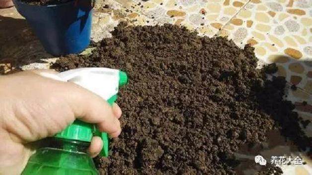 花卉土壤的消毒方法 图片
