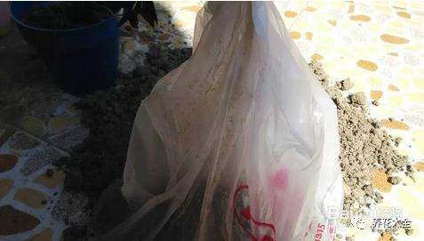 花卉土壤的消毒方法 图片