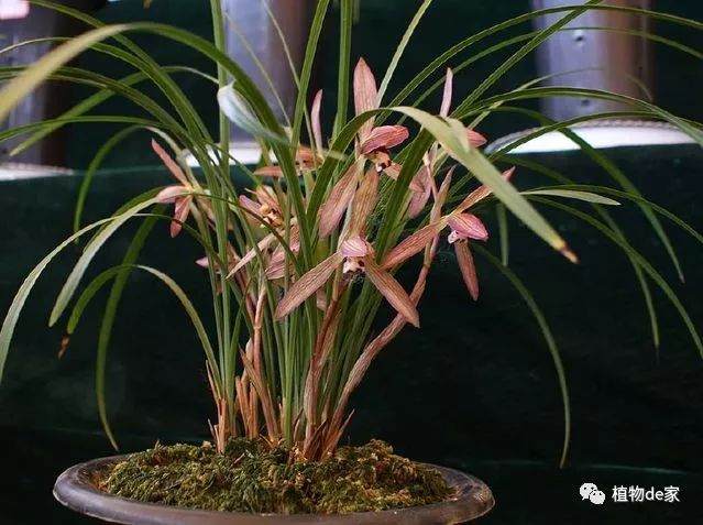 养兰花大爷 换盆小口诀 3不过 图片