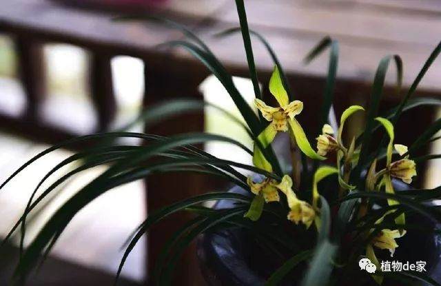 养兰花大爷 换盆小口诀 3不过！