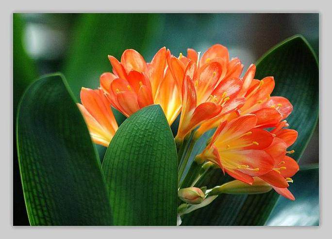 盆栽植物春天为什么要换盆换土?