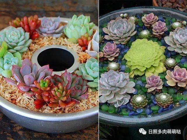 新买的多肉 为什么要换盆?