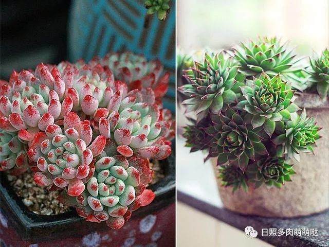 新买的多肉 为什么要换盆?