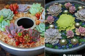 新买的多肉 为什么要换盆 图片