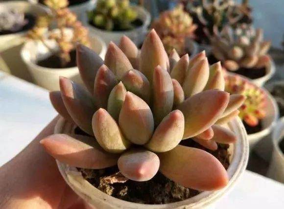 警惕|给多肉换盆 犯了这8个错误 立马死亡