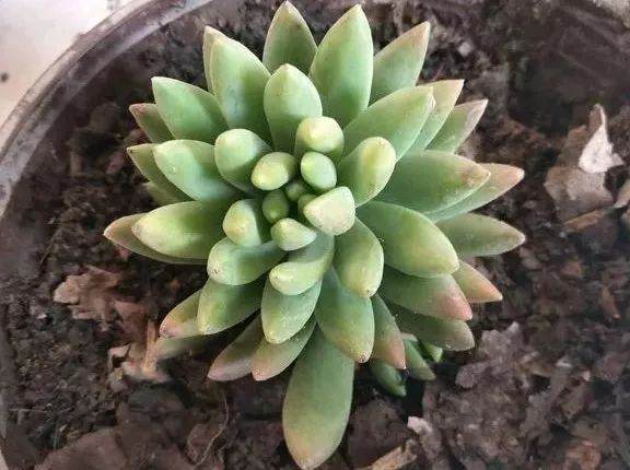 警惕|给多肉换盆 犯了这8个错误 立马死亡