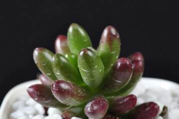 多肉植物怎么三明治法配新土 图片