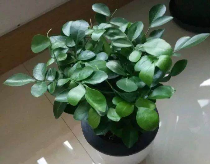给花换盆前要注意啥?