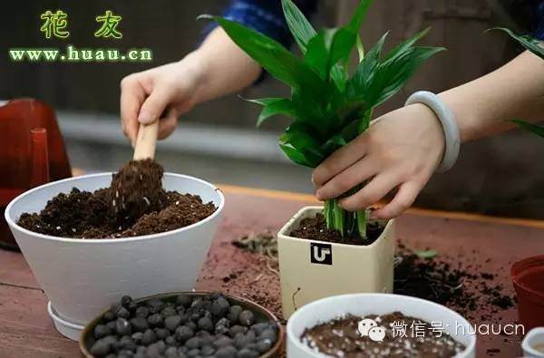 春季花卉换盆 定根水的浇法