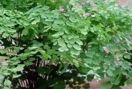花卉植株换盆后 如何照顾?