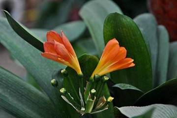 又到春天换盆季 你们家的绿植盆栽换盆了吗？