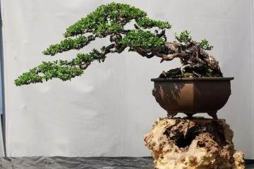 观花树桩盆景从几个方面阐述 如何欣赏