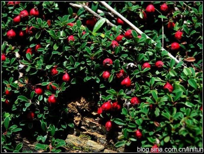 爷爷捡的栒子树桩 做成盆景后价值上万