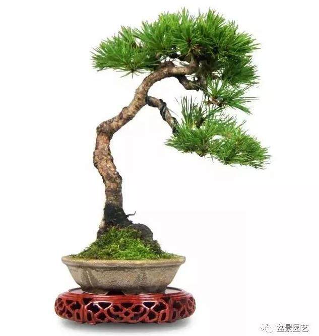 黄山松盆景的制作技巧