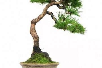 黄山松盆景的制作技巧