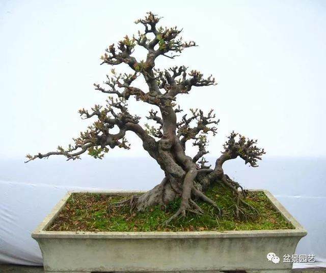 制作雀梅盆景过程可能需要4-5年的时间