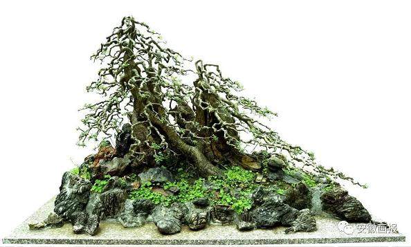 舒城这位抗美援越老兵痴迷盆景 这下牛了!