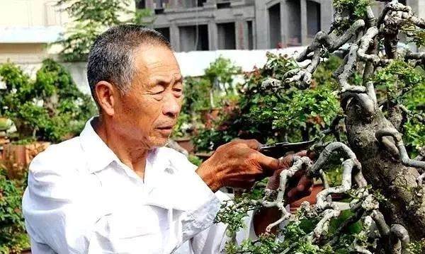 舒城这位抗美援越老兵痴迷盆景 这下牛了!