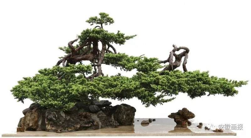 舒城这位抗美援越老兵痴迷盆景 这下牛了!