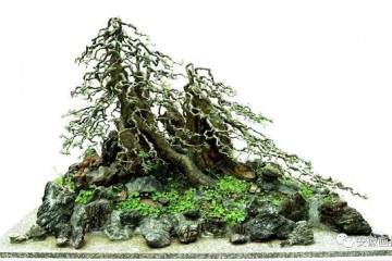 舒城这位抗美援越老兵痴迷盆景 这下牛了