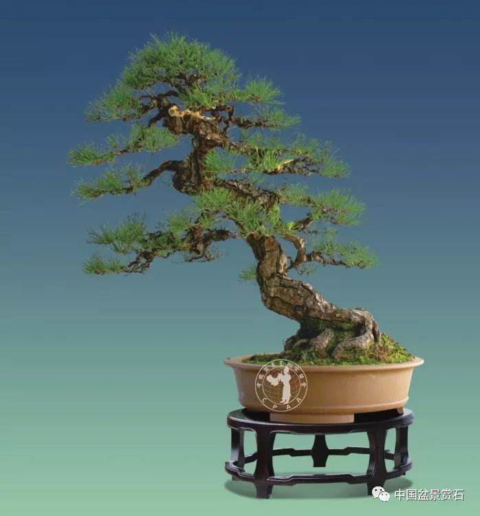 专访中国最年轻的盆景艺术大师——樊顺利