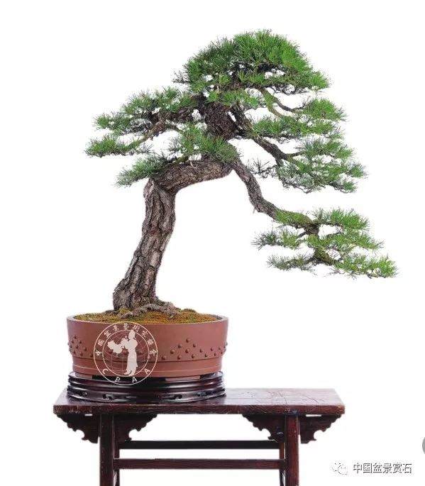 专访中国最年轻的盆景艺术大师——樊顺利