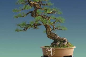 专访中国最年轻的盆景艺术大师-樊顺利