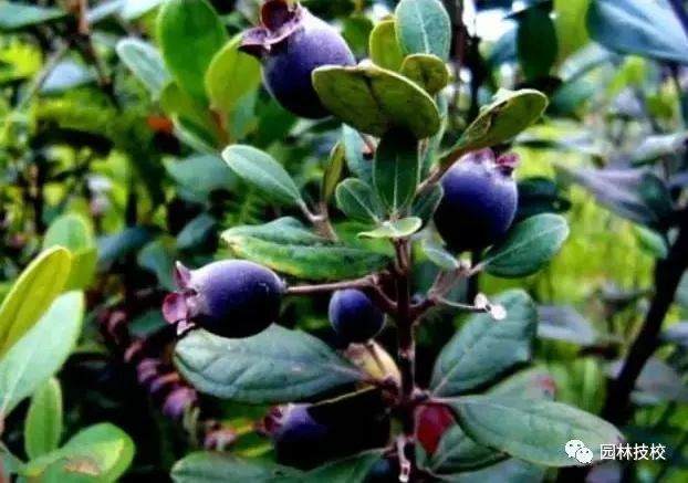 乌饭子盆景的繁殖多以扦插和播种为主