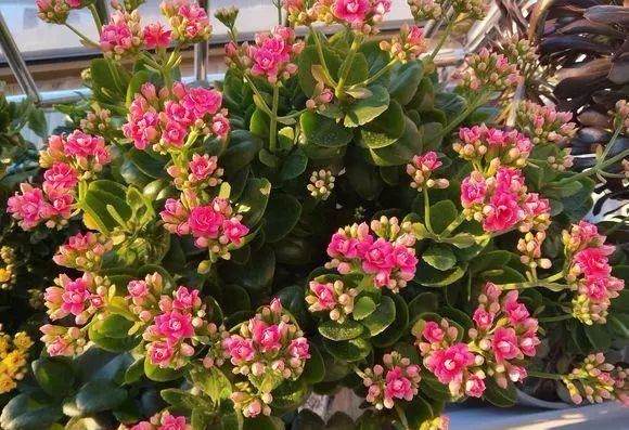 大姐用了3年时间 把长寿花养成老桩盆景 邻居给钱都不卖