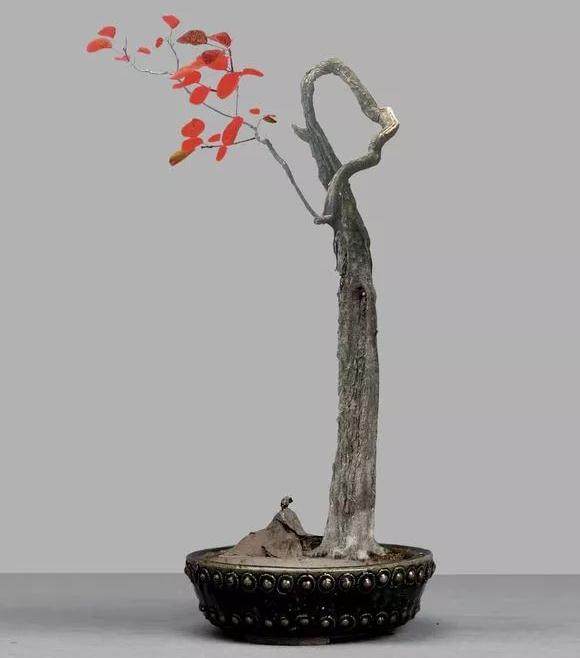 黄栌盆景的制作预期效果图