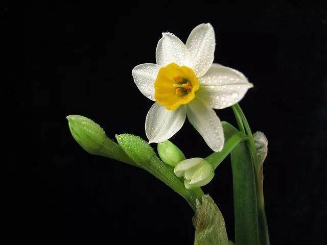养水仙花 最怕花苞干枯没生机 怎么解决最正确?