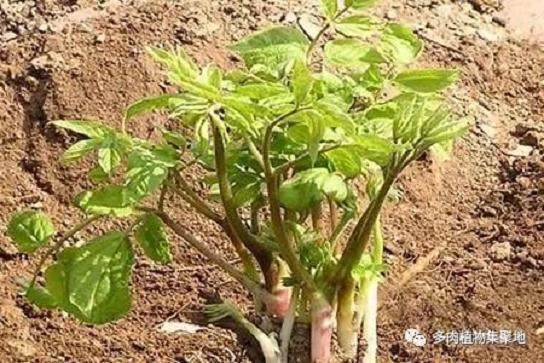 刺老芽盆景的种植技巧