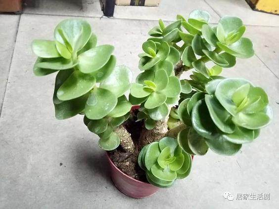 金钱木盆景的栽培技术