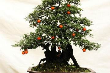 金弹子盆景的叶子看起来光泽顺滑