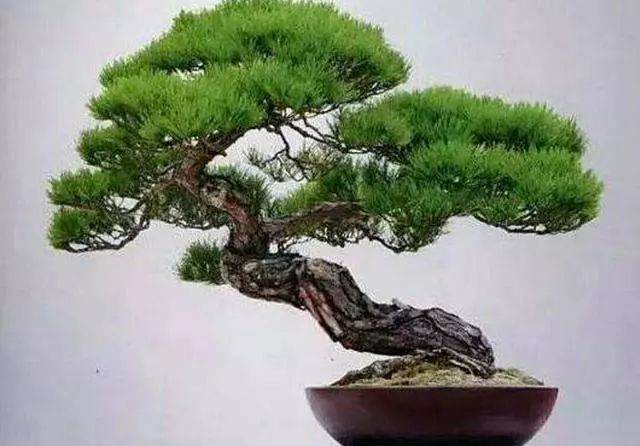 制作树桩盆景的树干要求