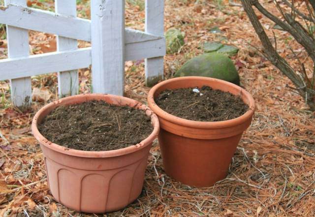 盆栽植物什么时候需要换盆?