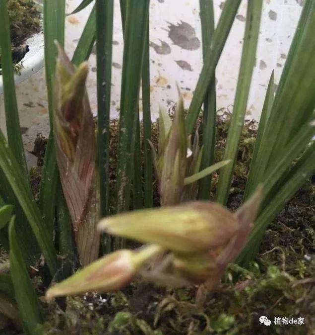 兰花长的好 花盆都快爆了 老花匠教我换盆