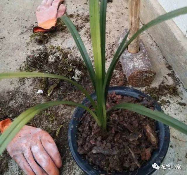 兰花长的好 花盆都快爆了 老花匠教我换盆