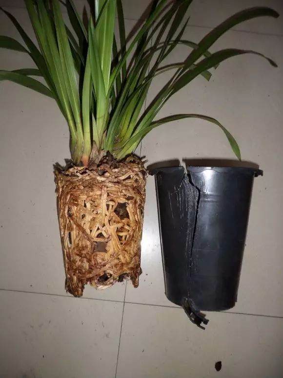 盆栽植物的换盆时机选择