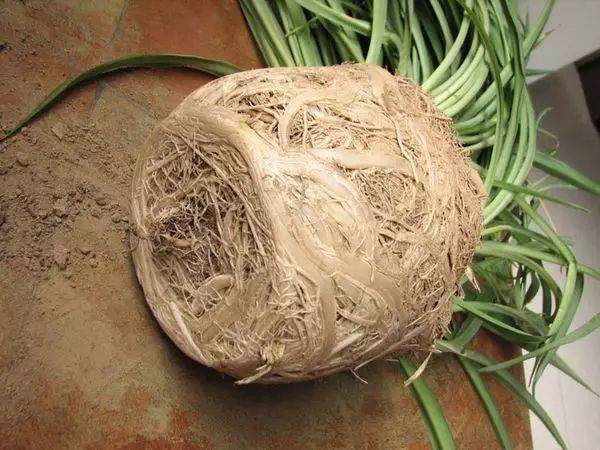 盆栽植物的换盆时机选择