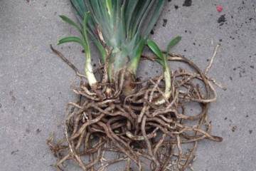 盆栽植物的换盆时机选择 图片