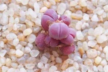 3月想要给多肉换盆 这些注意事项清楚吗